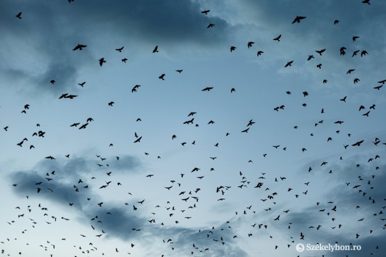 Ornitológus: a puskadurrogtatás nem feltétlenül jelent megoldást a madárproblémára