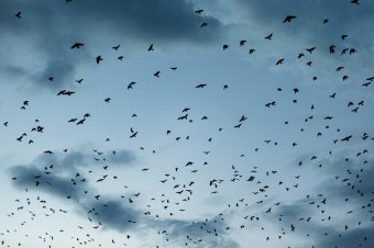 Ornitológus: a puskadurrogtatás nem feltétlenül jelent megoldást a madárproblémára