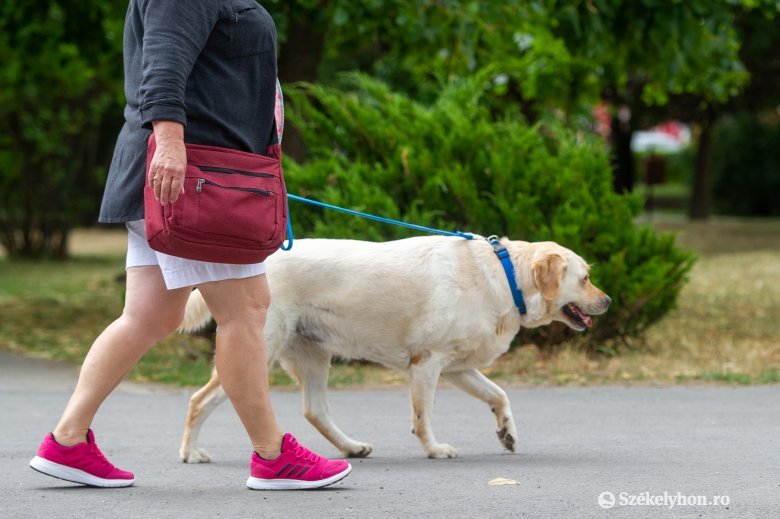 Van, ahol bűncselekménynek minősül, ha valaki a parkban sétáltatja a kutyáját