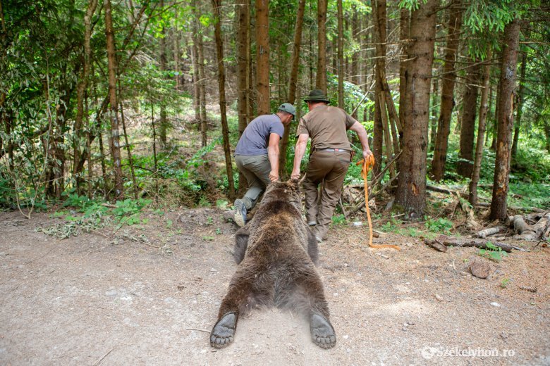 Megtérítették a medvékkel szembeni beavatkozást az önkormányzatoknak, Székelyföld kapta a legtöbb pénzt