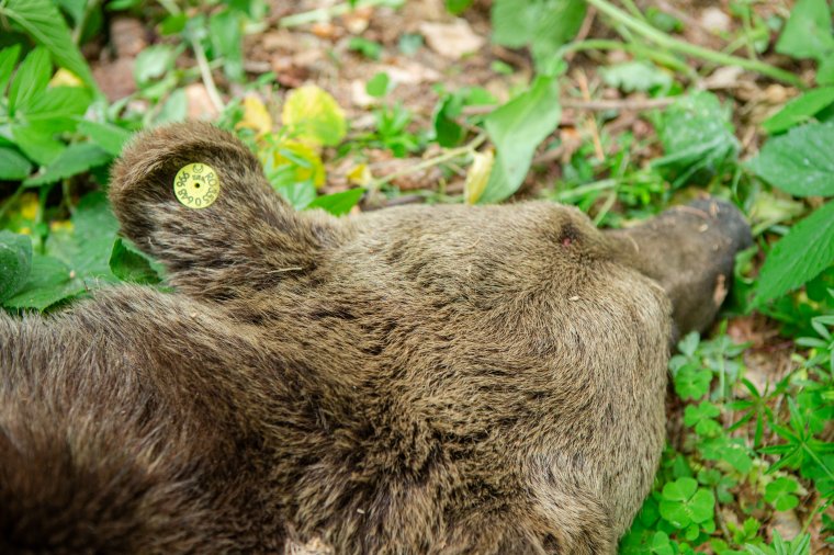 Egy medvét kilőttek, egyet pedig áthelyeztek Tusnádfürdőről