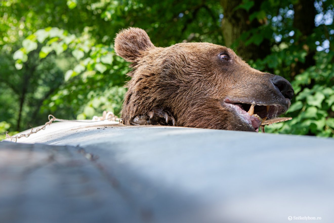 Két medve miatt érkeznek riasztások a Szejkefürdőről – több hasonlóra lehet számítani