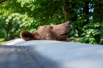 Többször vált be az a csali, amivel újabb medvét fogtak be a Szejkén
