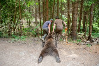 Megtérítették a medvékkel szembeni beavatkozást az önkormányzatoknak, Székelyföld kapta a legtöbb pénzt