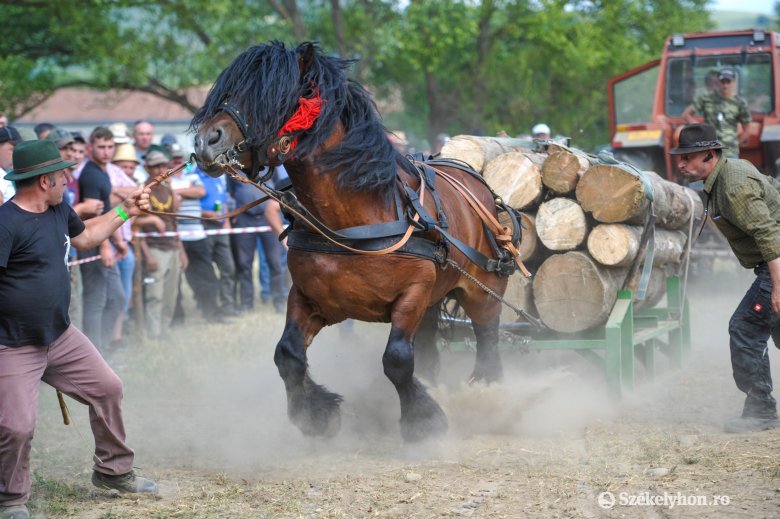 Magyar hidegvérű lovak szemléje Szentegyházán