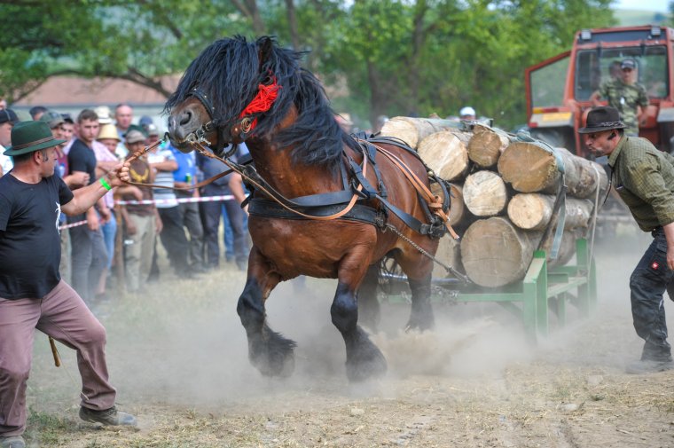 Magyar hidegvérű lovak szemléje Szentegyházán