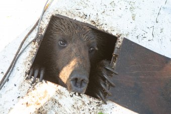A Madarasi Hargitán találhat új otthonra a Szejkefürdőn befogott medve