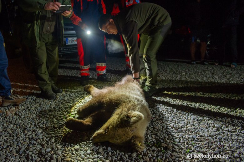 Közvitára bocsátották az emberre támadó medvék azonnali kilövését lehetővé tevő miniszteri rendeletet