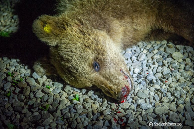 Csobotfalvi istállóban lőtték ki az oda betörő medvét
