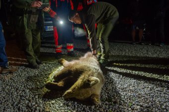 Közvitára bocsátották az emberre támadó medvék azonnali kilövését lehetővé tevő miniszteri rendeletet