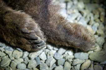 Tizenöt problémás medve ártalmatlanítására kaptak engedélyt a vadásztársaságok Hargita megyében