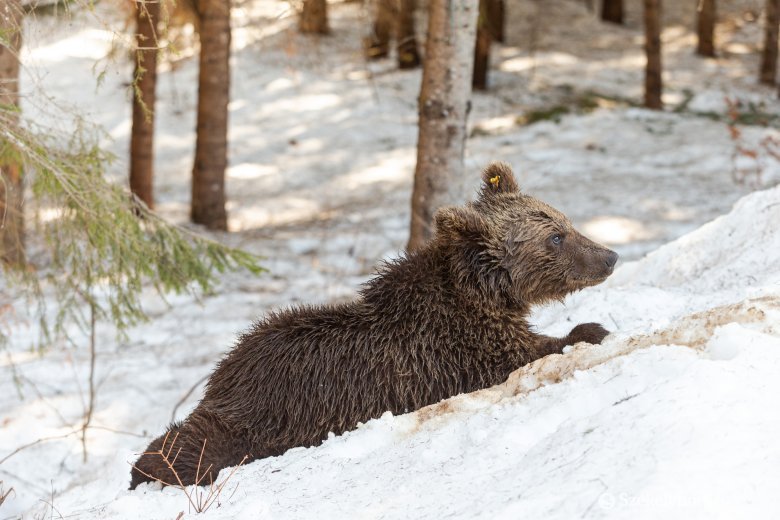 Száznegyven medve kilövését engedélyezte a környezetvédelmi tárca