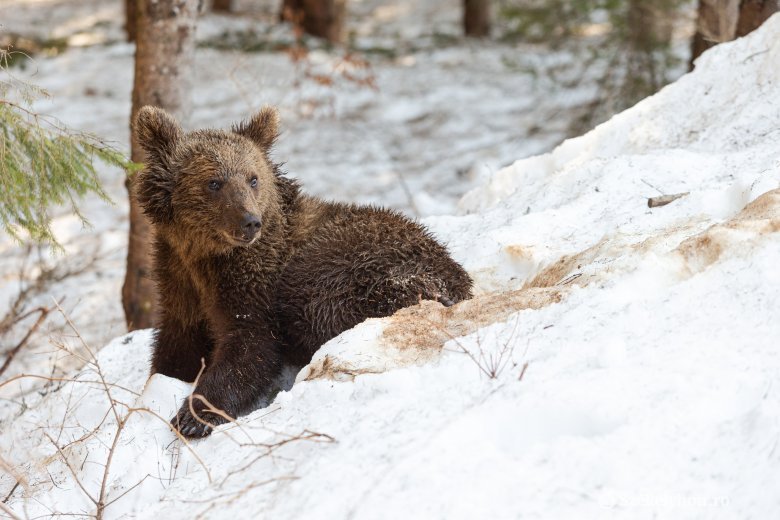 Erdőmérnök: azt kellene elérni, hogy a medvék tanuljanak meg újra félni az embertől