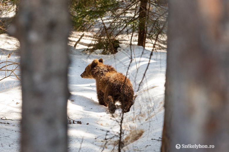 Megsebesítették a csendőrök a rájuk támadt medvét Balánbányán, az erdőbe menekült a ragadozó