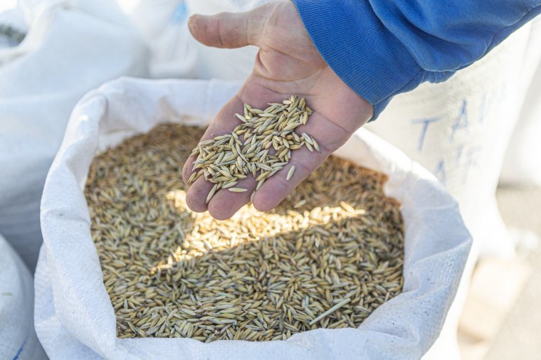 Csődhelyzetbe hozza a romániai termelőket az olcsó ukrán gabona