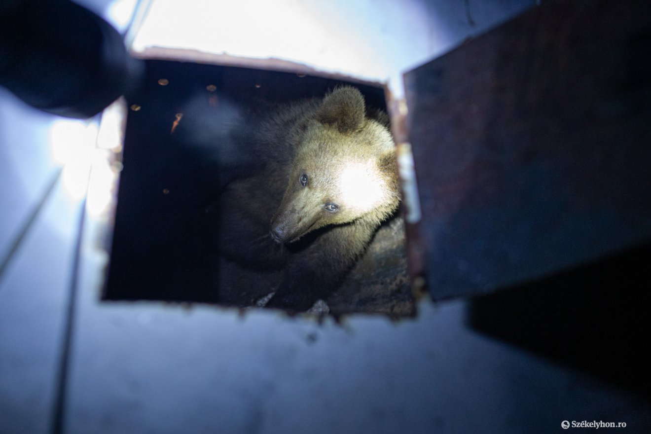 Medvecsapdával fogtak be egy nőstény medvét Parajdon – már szabadon is engedték