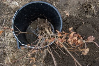 Négyezer facsemetét ültetnek el szombaton a Kolozs megyei Reketó környékén