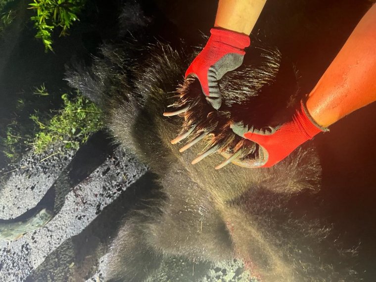 Rárontott a hatóságokra, azonnal kilőtték a medvét