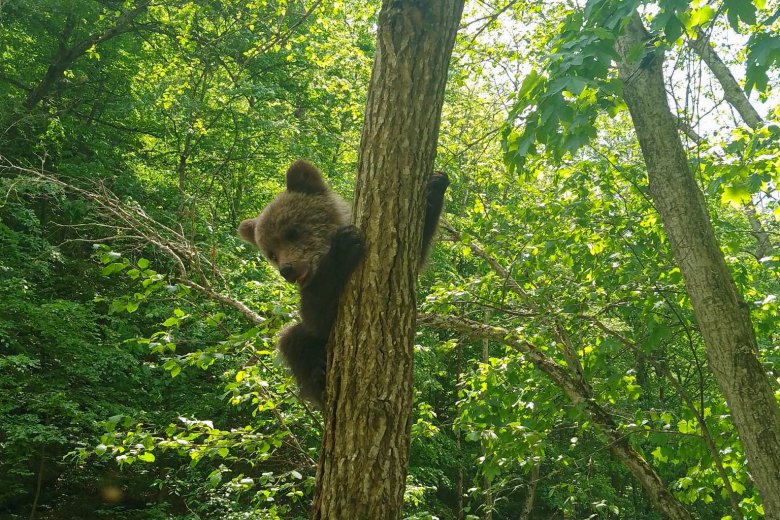 Még egy medvebocsot találtak a Vargyas-szorosban, és ezt sikerült megmenteni