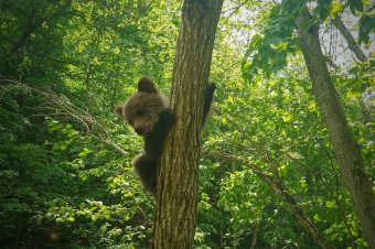 Még egy medvebocsot találtak a Vargyas-szorosban, és ezt sikerült megmenteni