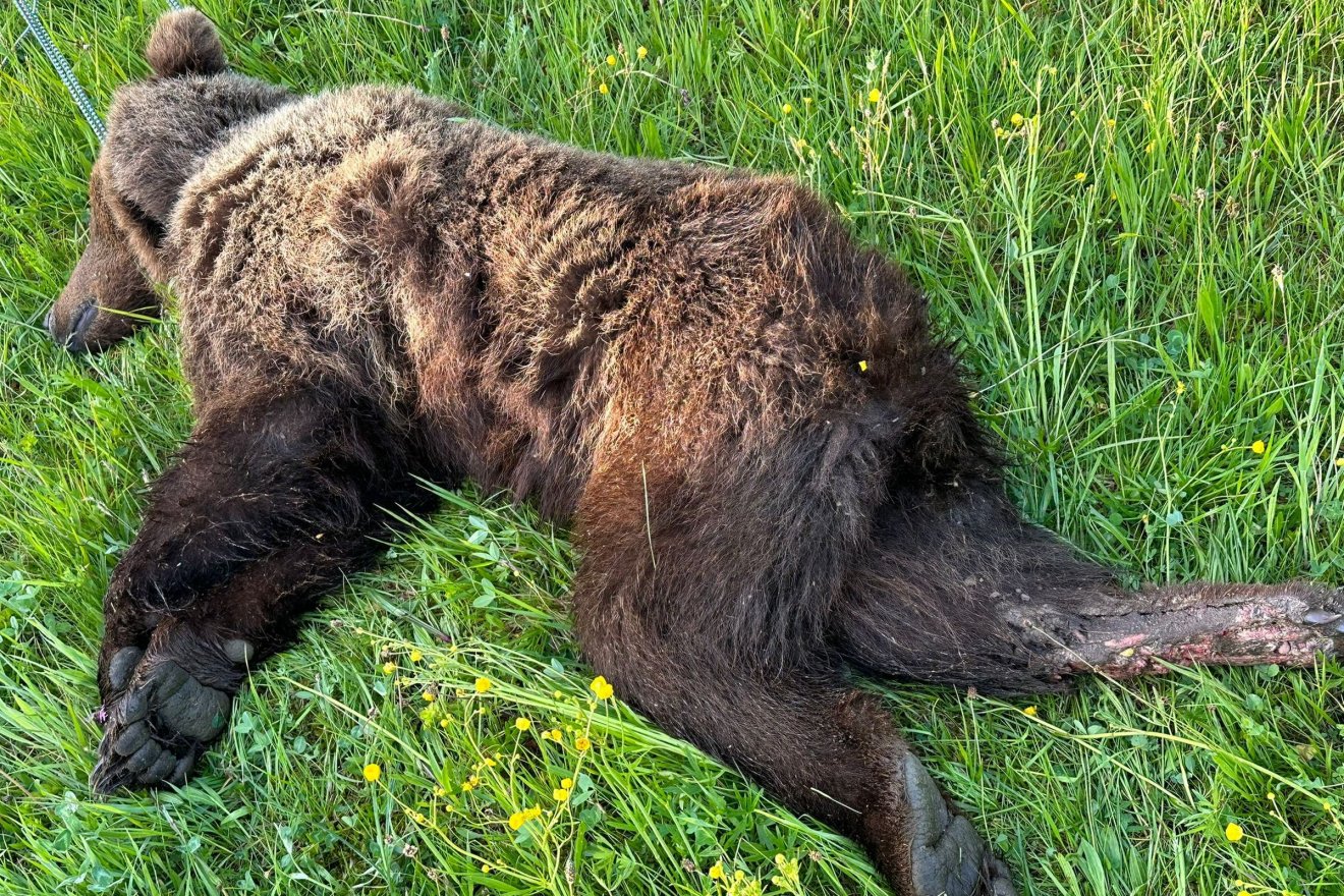 Súlyosan sérült fiatal medvét ártalmatlanítottak Felsősófalvánál