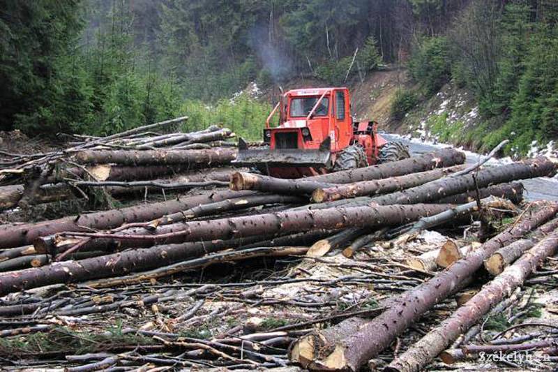 Jelentés a hargitai erdőirtásokról
