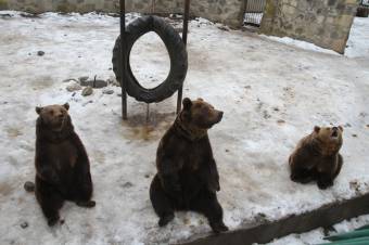Idén is „jósolnak” a marosvásárhelyi állatkert medvéi