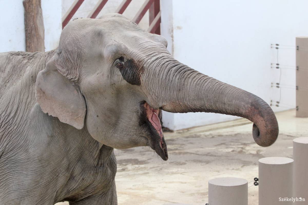Vásárhelyi otthonával ismerkedik az új elefánt