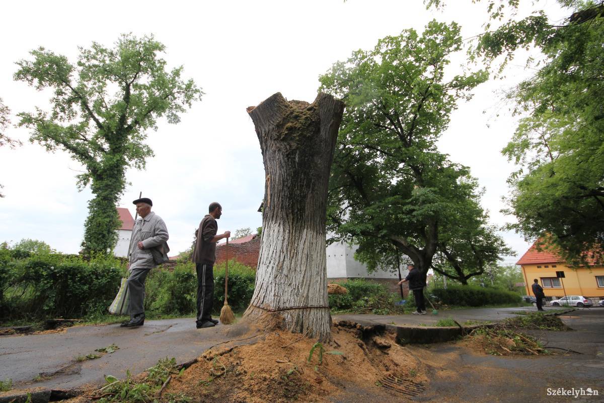 Javaslat egy fák átültetését segítő gép beszerzésére Marosvásárhelyen
