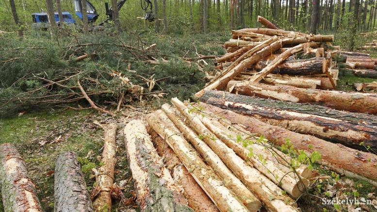 Erdőirtás a köbön: több mint 12 millió köbméter fát termeltek ki 2017-ben