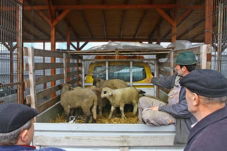 A tavalyi áron lehet kapni a bárányhúst Marosvásárhelyen