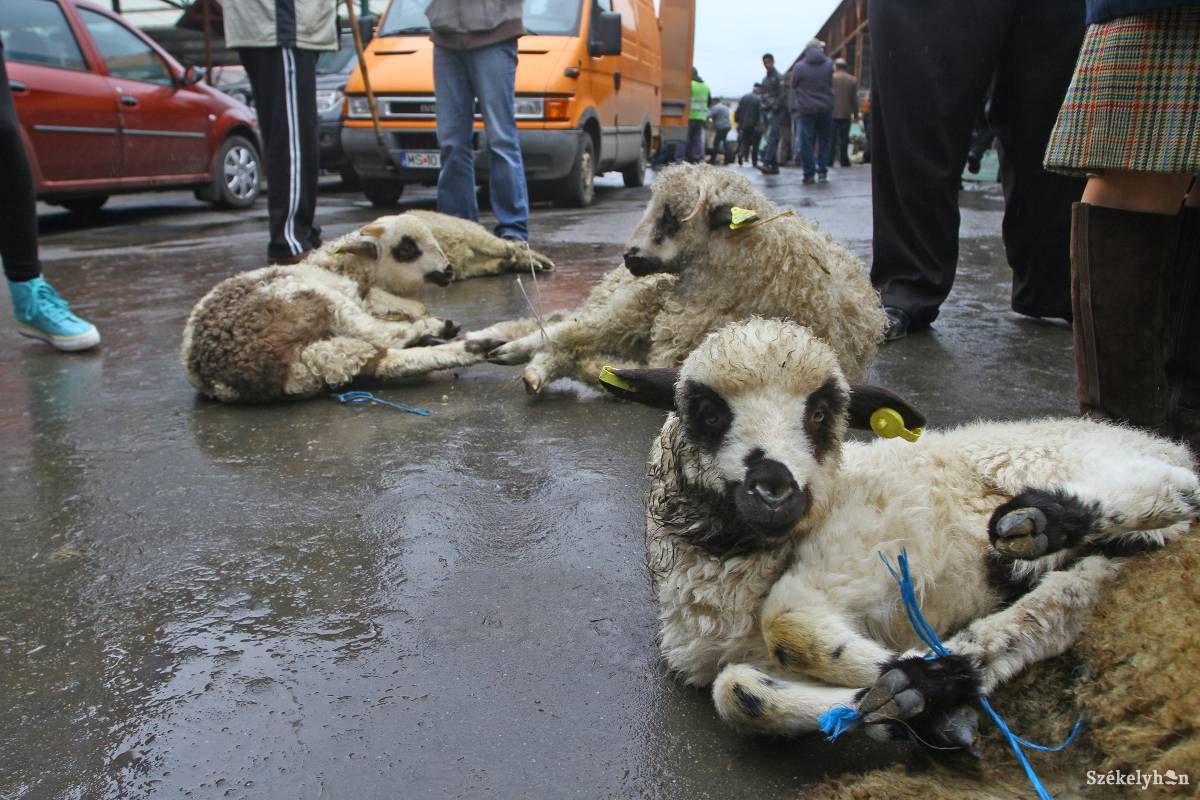 Két ideiglenes bárányvágó pontot létesítenek Maros megyében