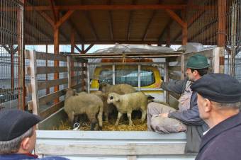 A tavalyi áron lehet kapni a bárányhúst Marosvásárhelyen