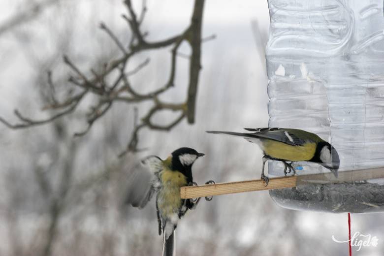 Mivel és hogyan etessük a madarakat, hogy ne okozzunk bajt?