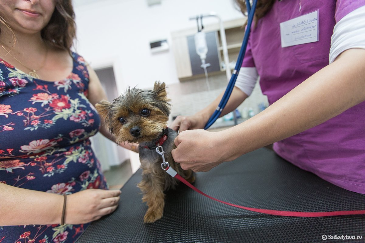 Aggódnak az állatorvosok az új törvénymódosítás miatt, a fogyasztók egészségét féltik