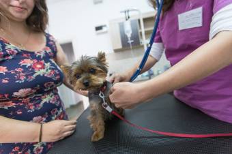 Aggódnak az állatorvosok az új törvénymódosítás miatt, a fogyasztók egészségét féltik