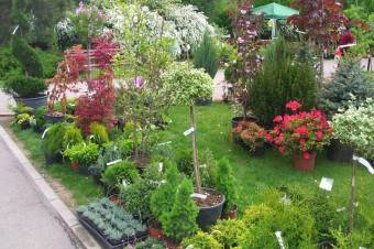A kertkultúrát népszerűsíti a Sapientia