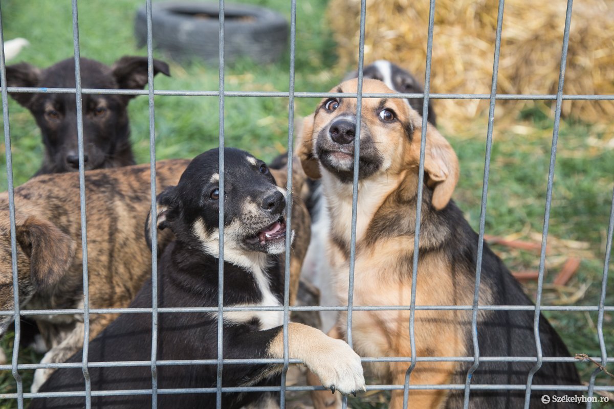 A környező településekről szállítják Marosvásárhelyre a legtöbb gazdátlan kutyát
