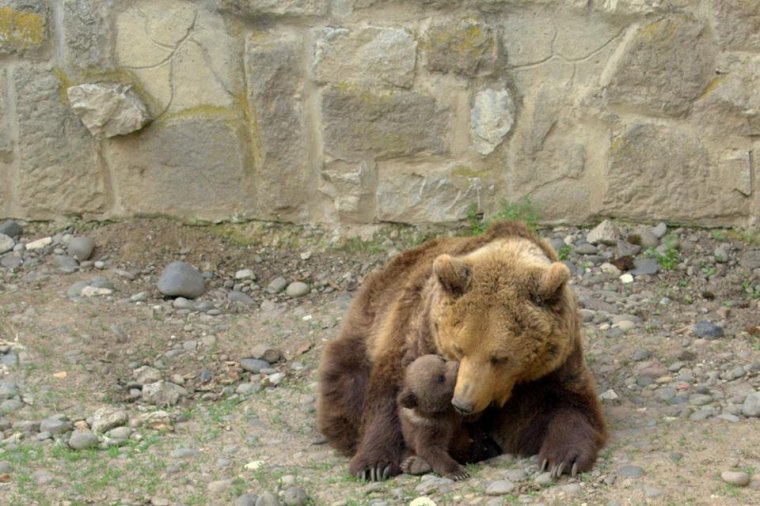 Megvédte az állatkert igazgatója a „rossz színben feltüntetett” medvebocsot