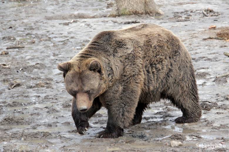 Százéves rekord dőlt meg a Pireneusokban: hetven egyedre nőtt a medveállomány