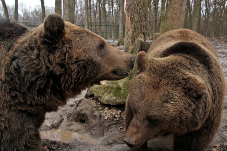 Nem tudja a környezetvédelmi minisztérium, hány medve élhet Romániában