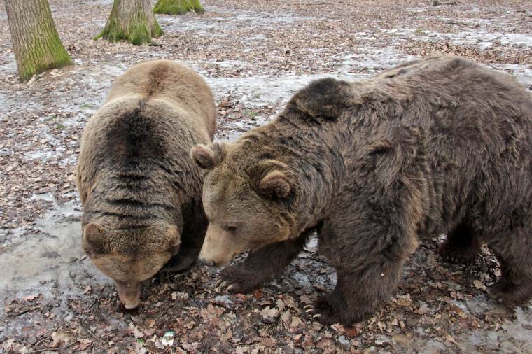 Medvék hete: tévhitek szétoszlatására is alkalmas