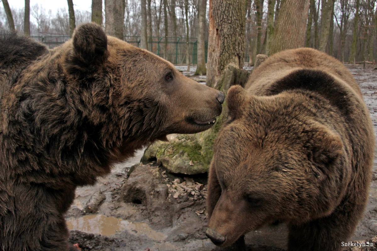 Nem tudja a környezetvédelmi minisztérium, hány medve élhet Romániában