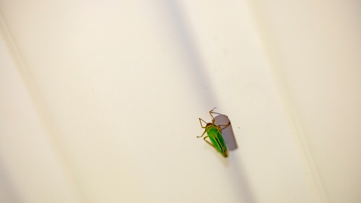 „Sáskajárás” a lakásban – a kánikula miatt megszaporodtak a rovarok a környezetünkben