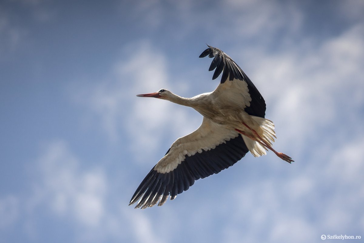 Megérkezett az első gólya Sáromberkére, lehet „sasolni” az életét