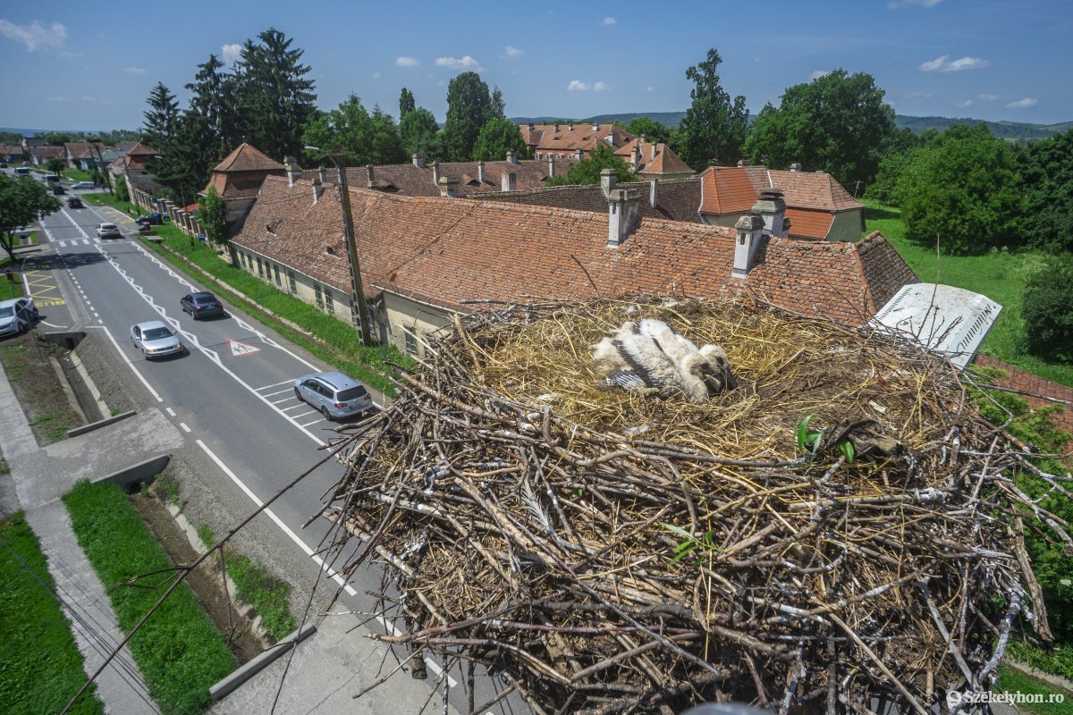 Székelyföld: a gólyák inkább Hargita megyében fészkelnek