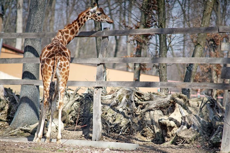 Tavaszi megújulás a marosvásárhelyi állatkertben