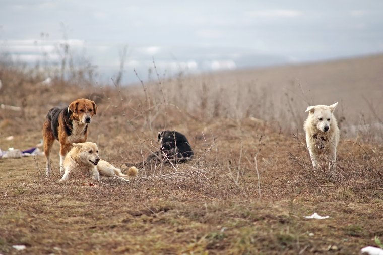 Eső után köpönyeg: több mint egytucat kóbor kutyát fogtak be a halálos bukaresti kutyatámadás helyszínén