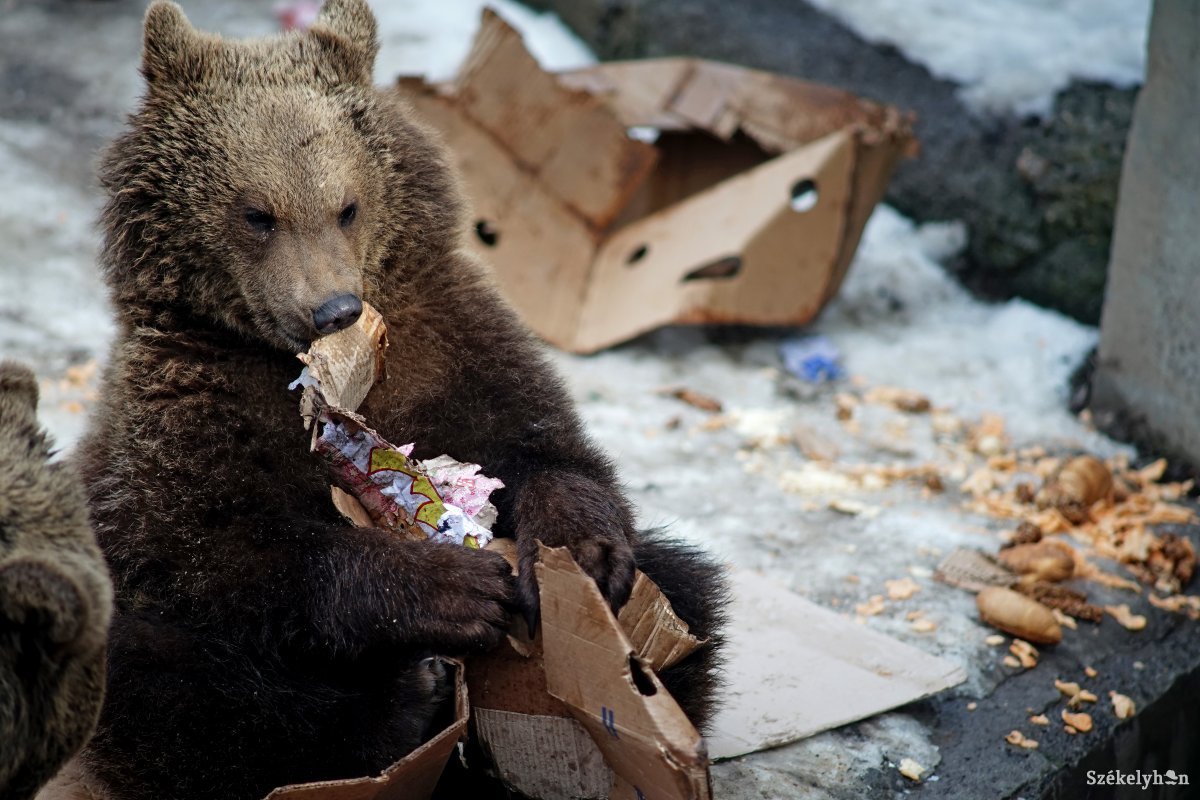 Nem szabad etetni, megközelíteni a nagyvadat – egyre gyakrabban bukkan fel a medve erdélyi településeken