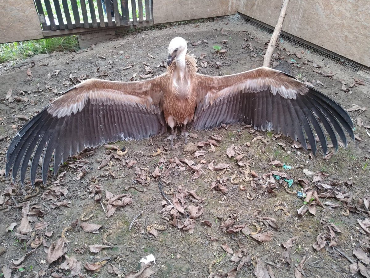 Különleges, Romániából eltűnt nagytestű madár „vendégeskedik” Marosvásárhelyen